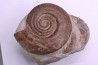 Hildoceras bifrons - toarcian - Belmont, FRANCE