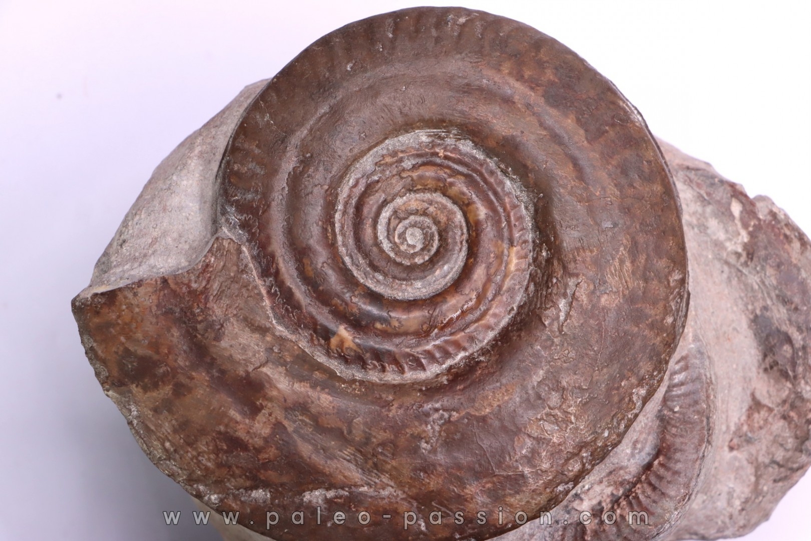 Hildoceras bifrons - toarcian - Belmont, FRANCE