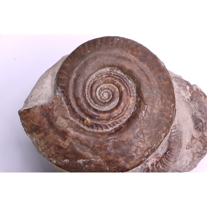 Hildoceras bifrons - toarcien - Belmont, FRANCE