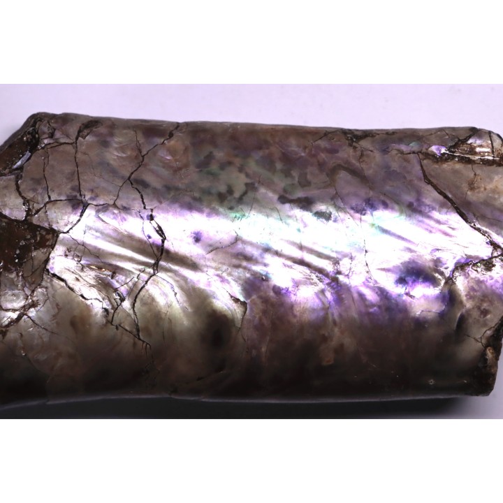 BACULITES COMPRESSUS - campanien - Pierre Shale Fmt - Dakota du sud – USA