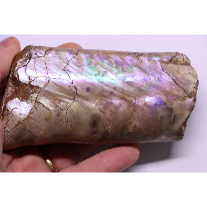 BACULITES COMPRESSUS - campanien - Pierre Shale Fmt - Dakota du sud – USA