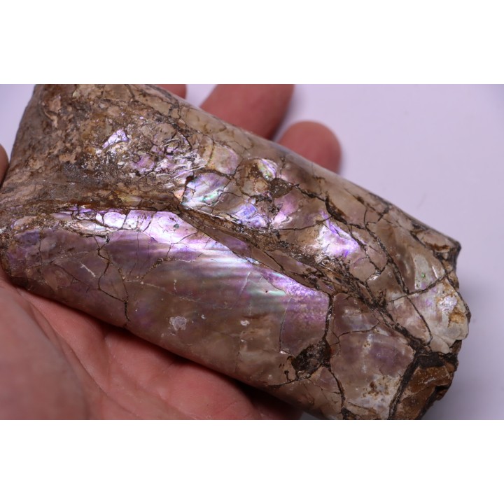 BACULITES COMPRESSUS - campanien - Pierre Shale Fmt - Dakota du sud – USA