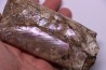 BACULITES COMPRESSUS - campanien - Pierre Shale Fmt - Dakota du sud – USA