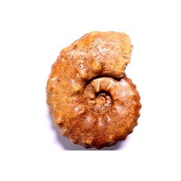 PSEUDASPIDOCERAS CONCILIATUM - Turonien moyen - Betioky, MADAGASCAR