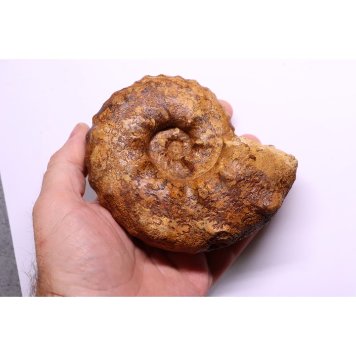 PSEUDASPIDOCERAS CONCILIATUM - Turonien moyen - Betioky, MADAGASCAR