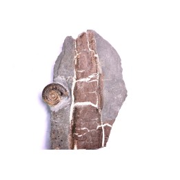 fossil wood on slab with  Hildoceras bifrons - toarcian - Bouxiere aux Dames, FRANCE