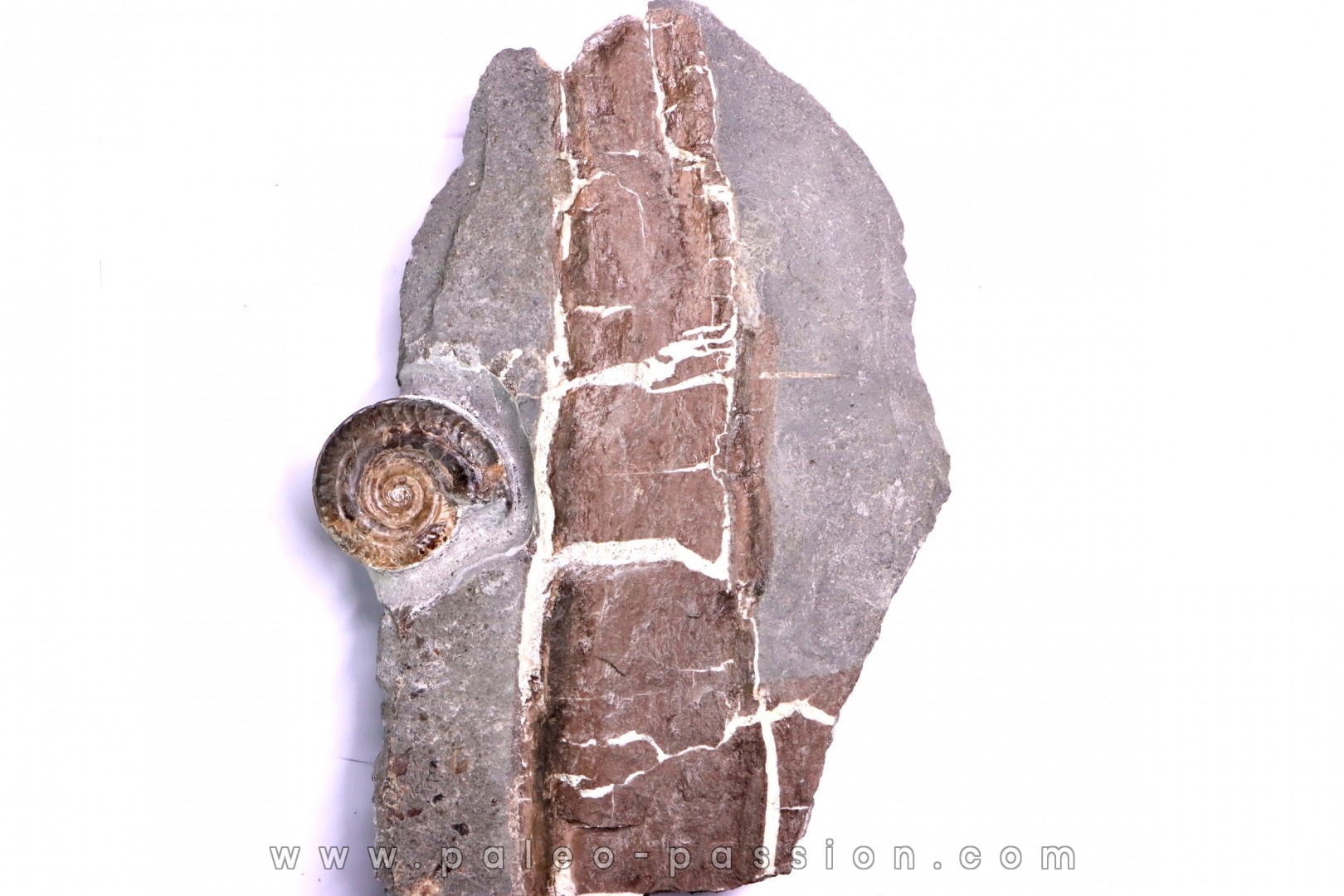 Nodule septaria avec bois fossile et Hildoceras bifrons - toarcien - Bouxiere aux Dames, FRANCE