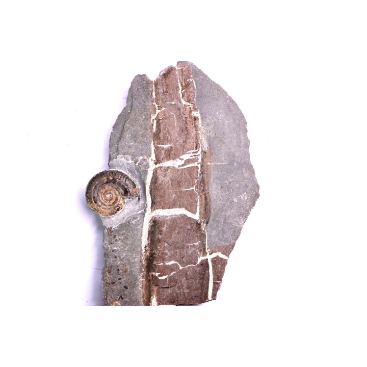 Nodule septaria avec bois fossile et  Hildoceras bifrons - toarcien - Bouxiere aux Dames, FRANCE