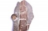 Nodule septaria avec bois fossile et Hildoceras bifrons - toarcien - Bouxiere aux Dames, FRANCE