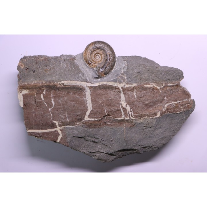 fossil wood on slab with  Hildoceras bifrons - toarcian - Bouxiere aux Dames, FRANCE