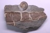 fossil wood on slab with Hildoceras bifrons - toarcian - Bouxiere aux Dames, FRANCE