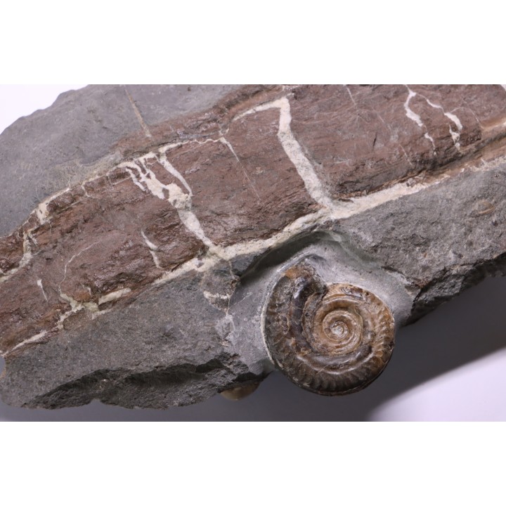 Nodule septaria avec bois fossile et  Hildoceras bifrons - toarcien - Bouxiere aux Dames, FRANCE
