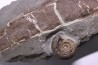 fossil wood on slab with Hildoceras bifrons - toarcian - Bouxiere aux Dames, FRANCE