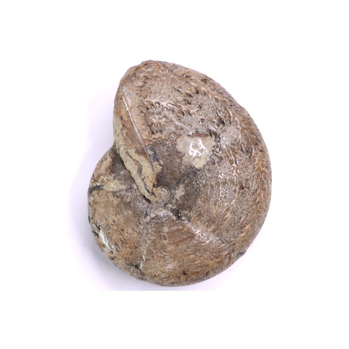 Calliphylloceras demidoffi - upper callovian   -  Villers-sur-Mer  - FRANCE