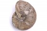 calliphylloceras demidoffi - callovien supérieur - Villers-sur-Mer