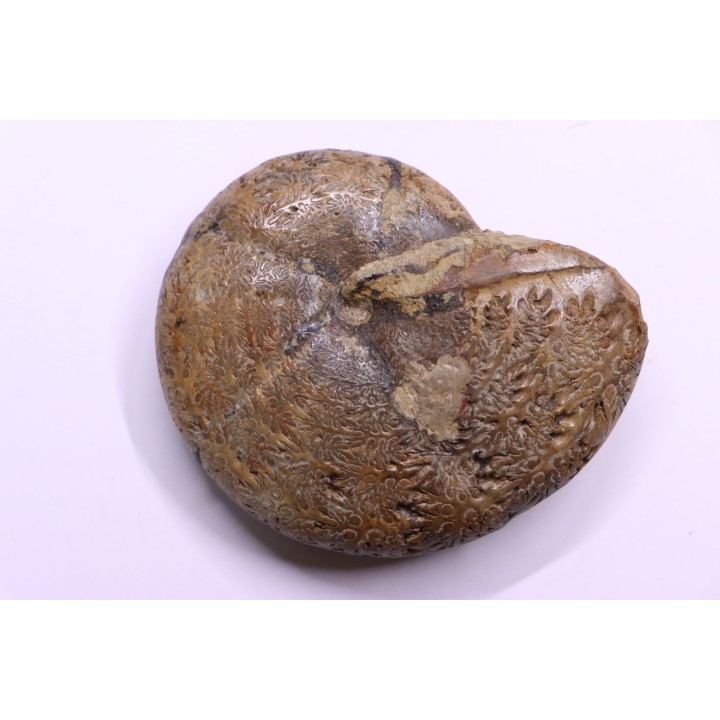 Calliphylloceras demidoffi - upper callovian   -  Villers-sur-Mer  - FRANCE