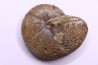 calliphylloceras demidoffi - callovien supérieur - Villers-sur-Mer