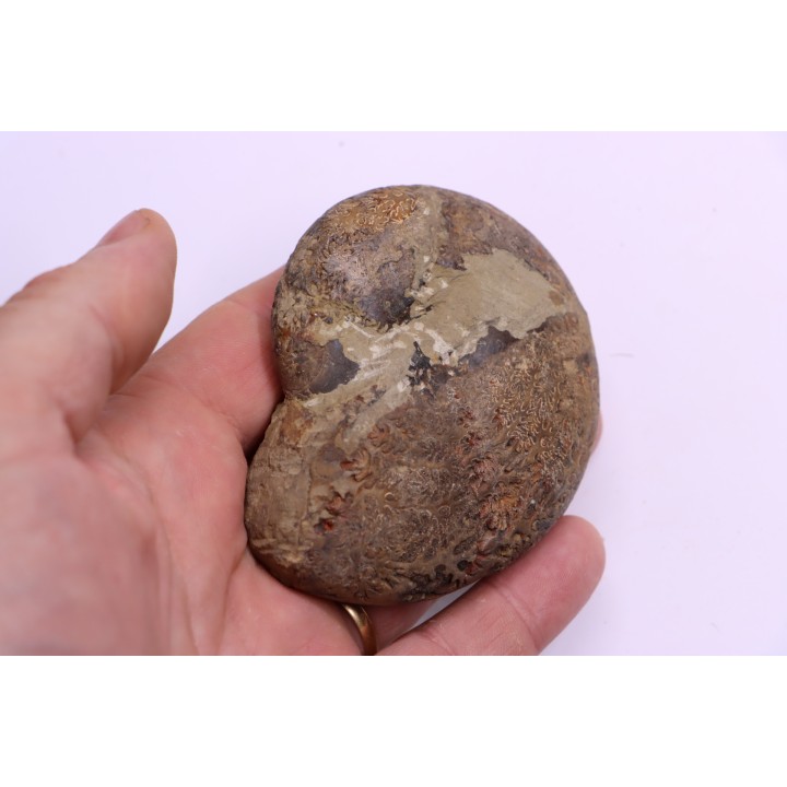 Calliphylloceras demidoffi - upper callovian   -  Villers-sur-Mer  - FRANCE