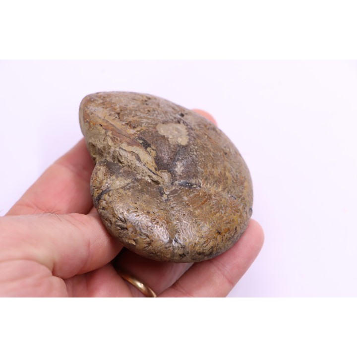 calliphylloceras demidoffi - callovien supérieur  - Villers-sur-Mer