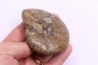 Calliphylloceras demidoffi - upper callovian   -  Villers-sur-Mer  - FRANCE