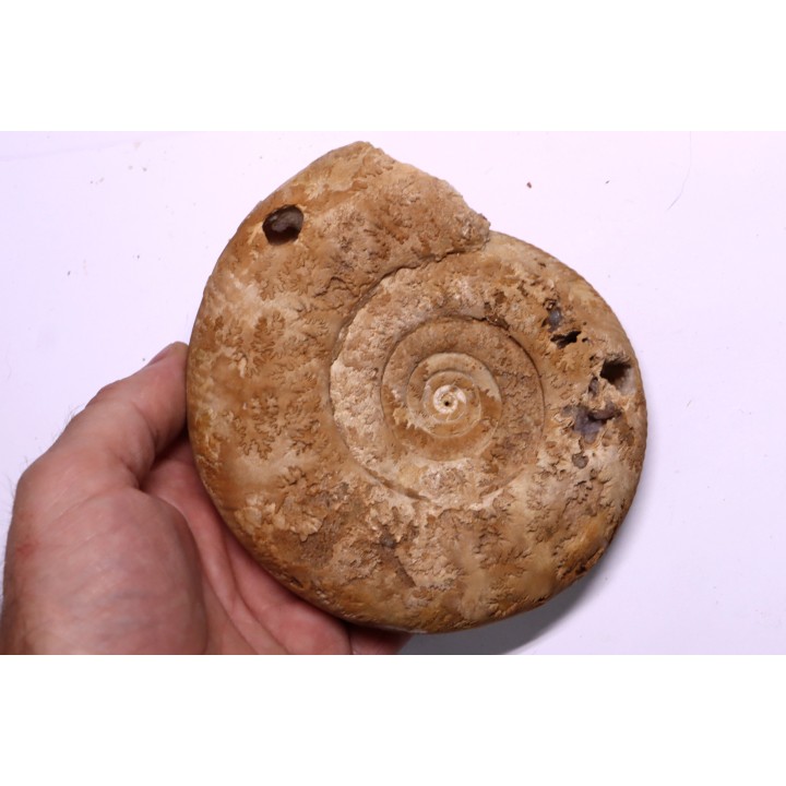 Leptosphinctes leptus - bajocian - Bayeux -14 - FRANCE