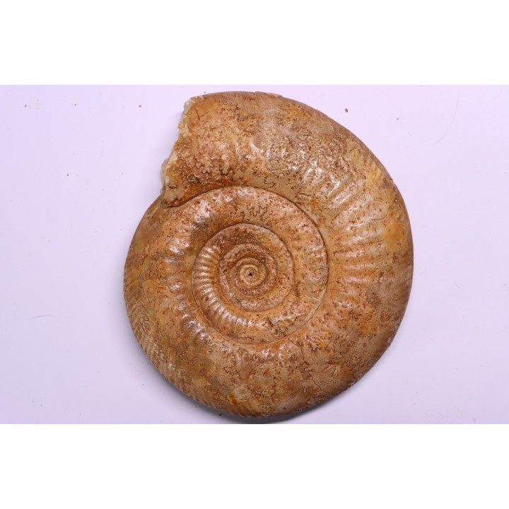 Leptosphinctes leptus - bajocien - Bayeux -14 - FRANCE