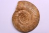 Leptosphinctes leptus - bajocian - Bayeux -14 - FRANCE