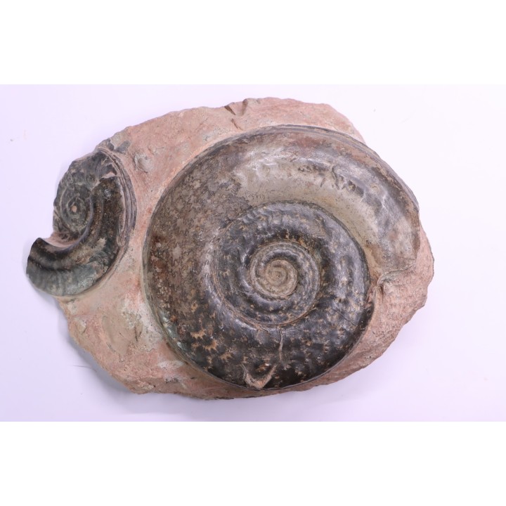 Hildoceras semipolitum - toarcian - Belmont, FRANCE