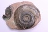 Hildoceras semipolitum - toarcien - Belmont, FRANCE