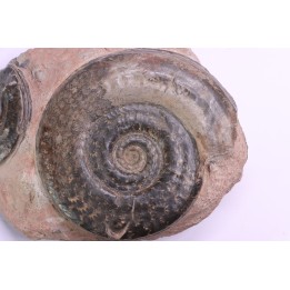 Hildoceras semipolitum - toarcian - Belmont, FRANCE