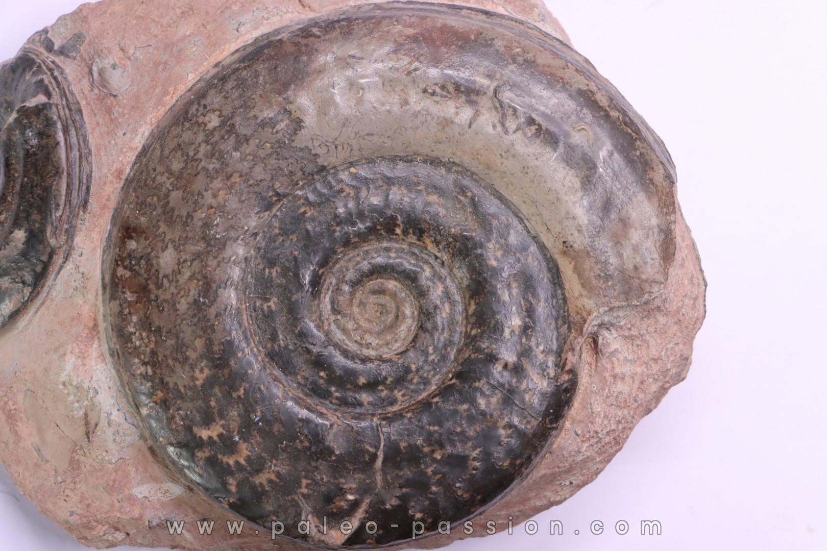 Hildoceras semipolitum - toarcian - Belmont, FRANCE