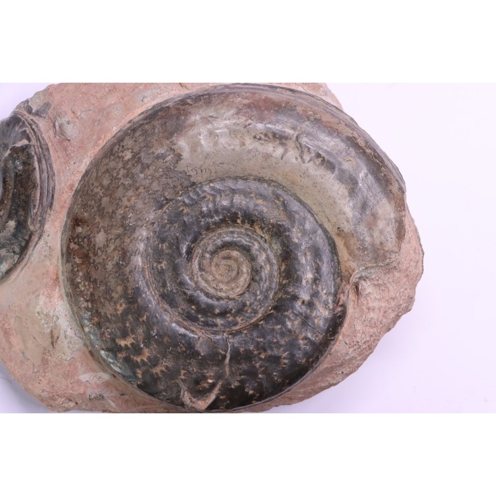 Hildoceras semipolitum - toarcian - Belmont, FRANCE