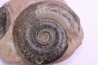 Hildoceras semipolitum - toarcien - Belmont, FRANCE