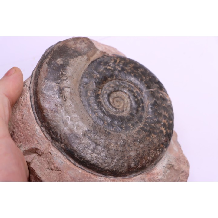 Hildoceras semipolitum - toarcian - Belmont, FRANCE