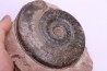 Hildoceras semipolitum - toarcian - Belmont, FRANCE
