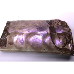 BACULITES COMPRESSUS - campanien - Pierre Shale Fmt - Dakota du sud – USA