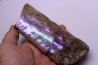 BACULITES COMPRESSUS - campanien - Pierre Shale Fmt - Dakota du sud – USA