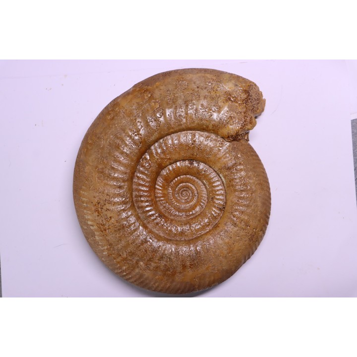 grosse Leptosphinctes leptus - bajocien - Bayeux -14 - FRANCE