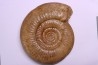 Leptosphinctes leptus - bajocian - Bayeux -14 - FRANCE