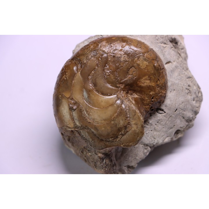 Aturia lotzi - Eocène - Sahara Occidental