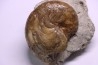 Aturia lotzi - Eocène - Sahara Occidental