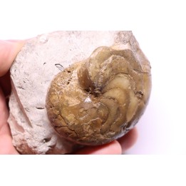 Aturia lotzi - Eocène - Western Sahara
