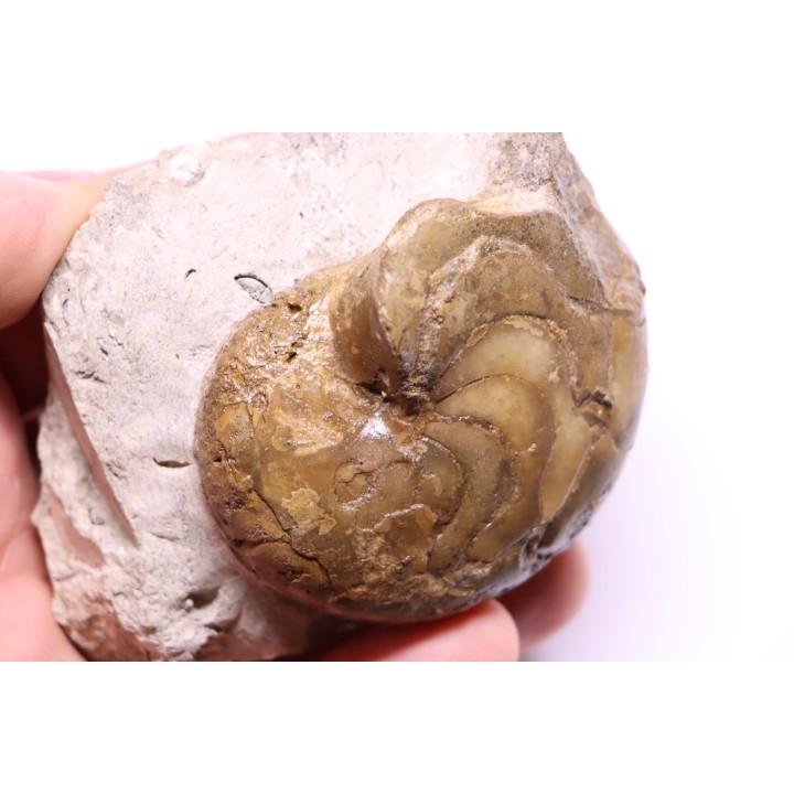 Aturia lotzi - Eocène - Sahara Occidental