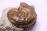 Aturia lotzi - Eocène - Western Sahara