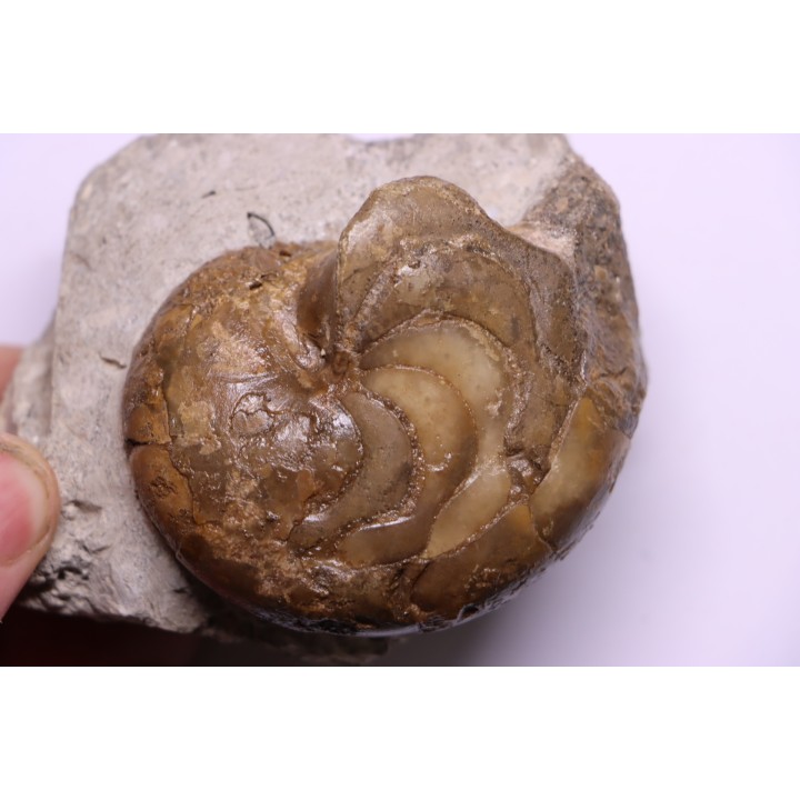 Aturia lotzi - Eocène - Sahara Occidental