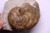 Aturia lotzi - Eocène - Western Sahara