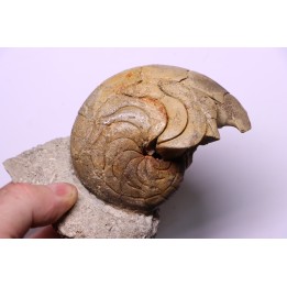 Aturia lotzi - Eocène - Sahara Occidental