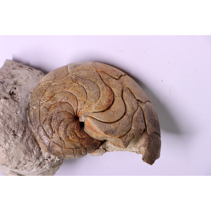 Aturia lotzi - Eocène - Sahara Occidental