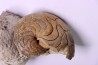 Aturia lotzi - Eocène - Sahara Occidental