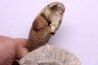 Aturia lotzi - Eocène - Sahara Occidental